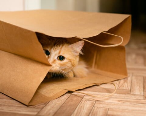 Ngga Nyangka, Ternyata Ini 5 Alasan Orang Takut Beli Foto Produk